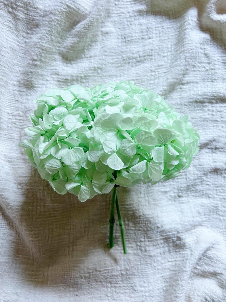 ANGIE » Ortensia stabilizzata premium verde menta - Bloomoon