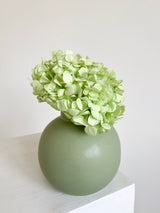 ANGIE » Ortensia stabilizzata premium verde menta - Bloomoon
