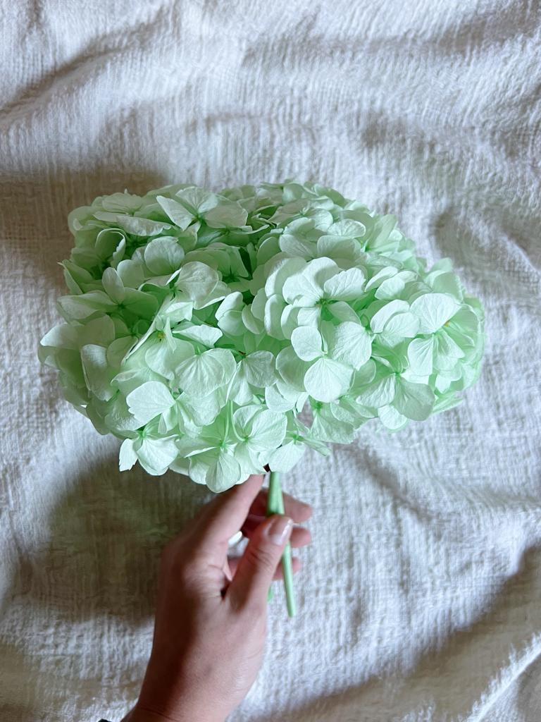 ANGIE » Ortensia stabilizzata premium verde menta - Bloomoon
