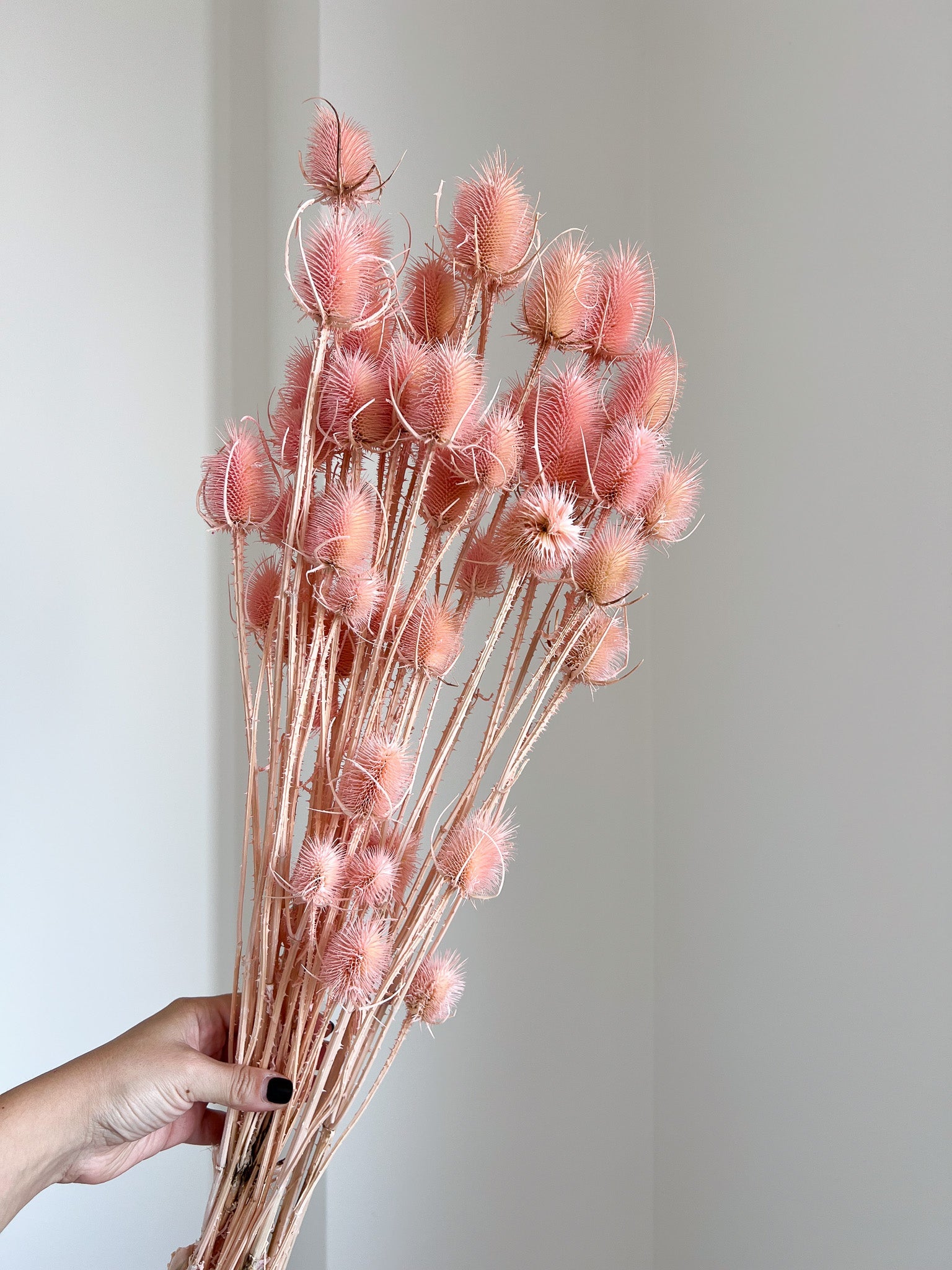 ANNALAURA » mazzo di cardi rosa H100cm - Bloomoon