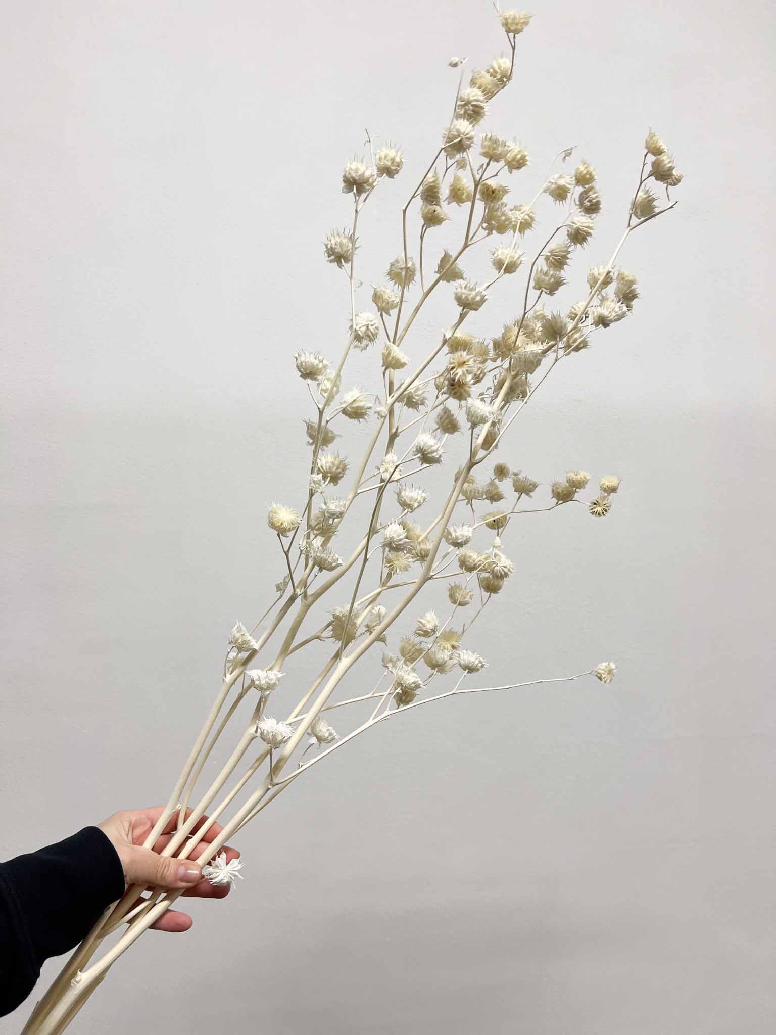 ANNIBALE » mazzo di Lavatera sbiancata 70cm - Bloomoon