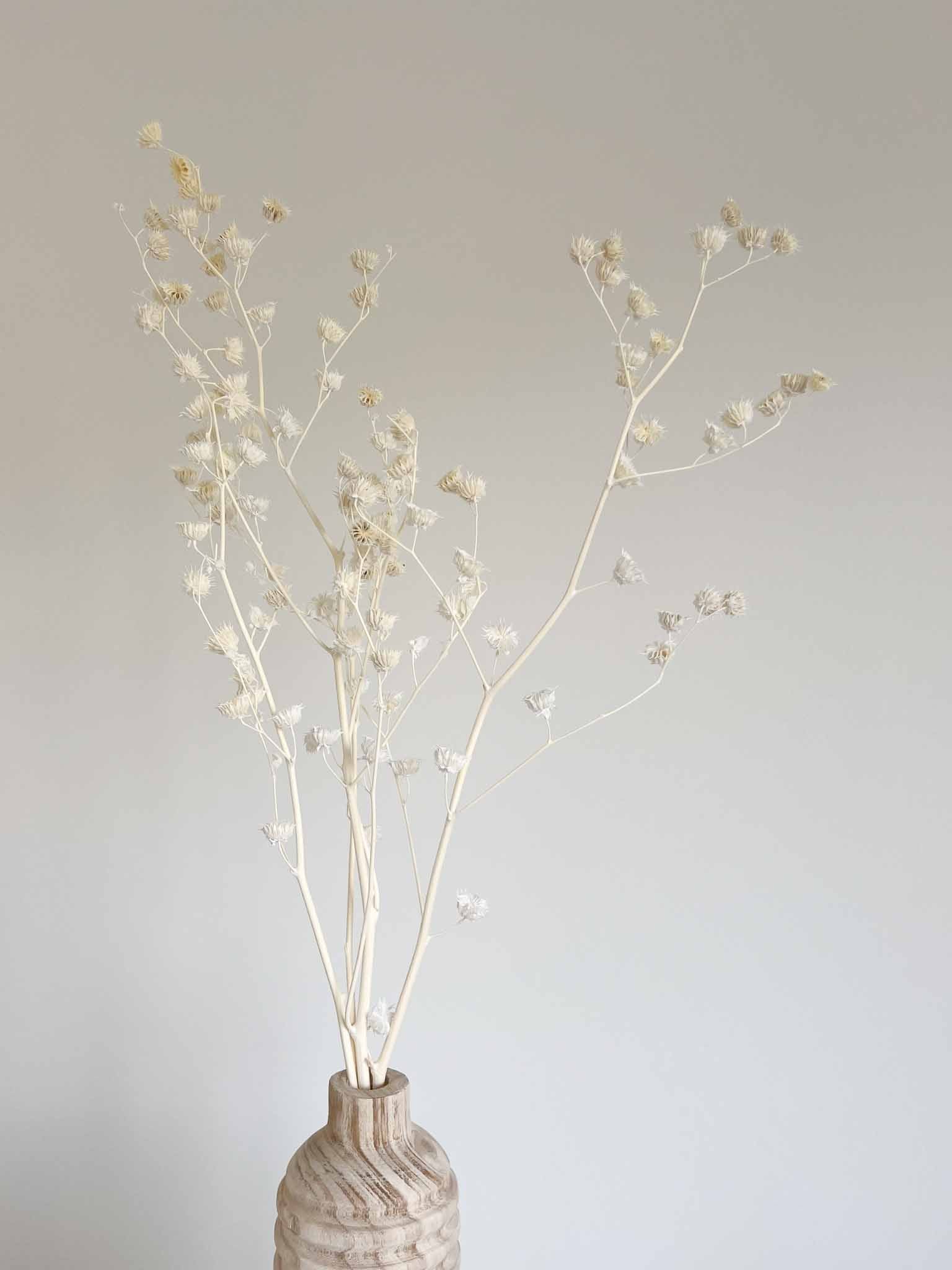 ANNIBALE » mazzo di Lavatera sbiancata 70cm - Bloomoon