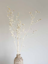 ANNIBALE » mazzo di Lavatera sbiancata 70cm - Bloomoon