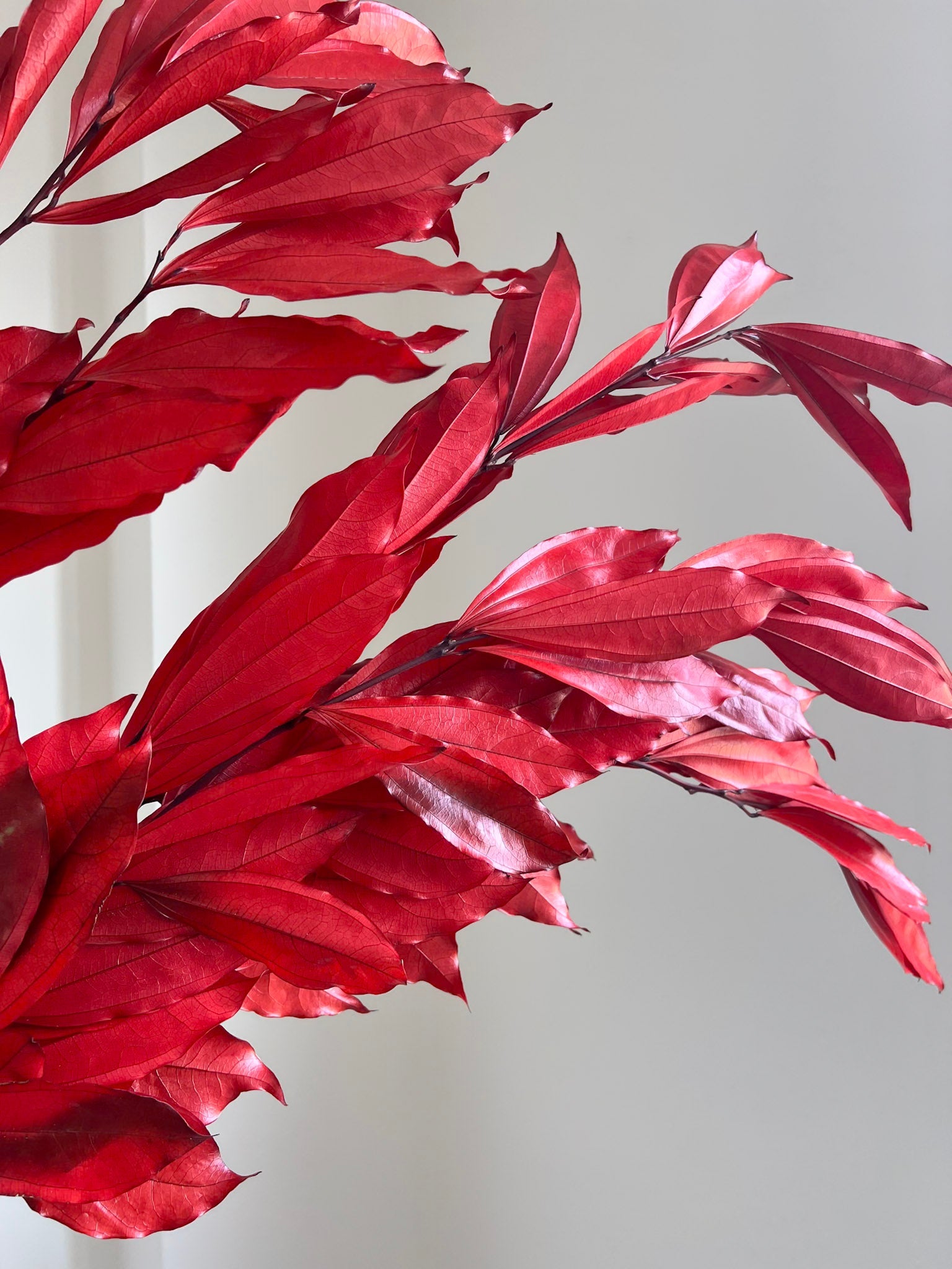 APACHE » Cocculus stabilizzato rosso H70cm - Bloomoon