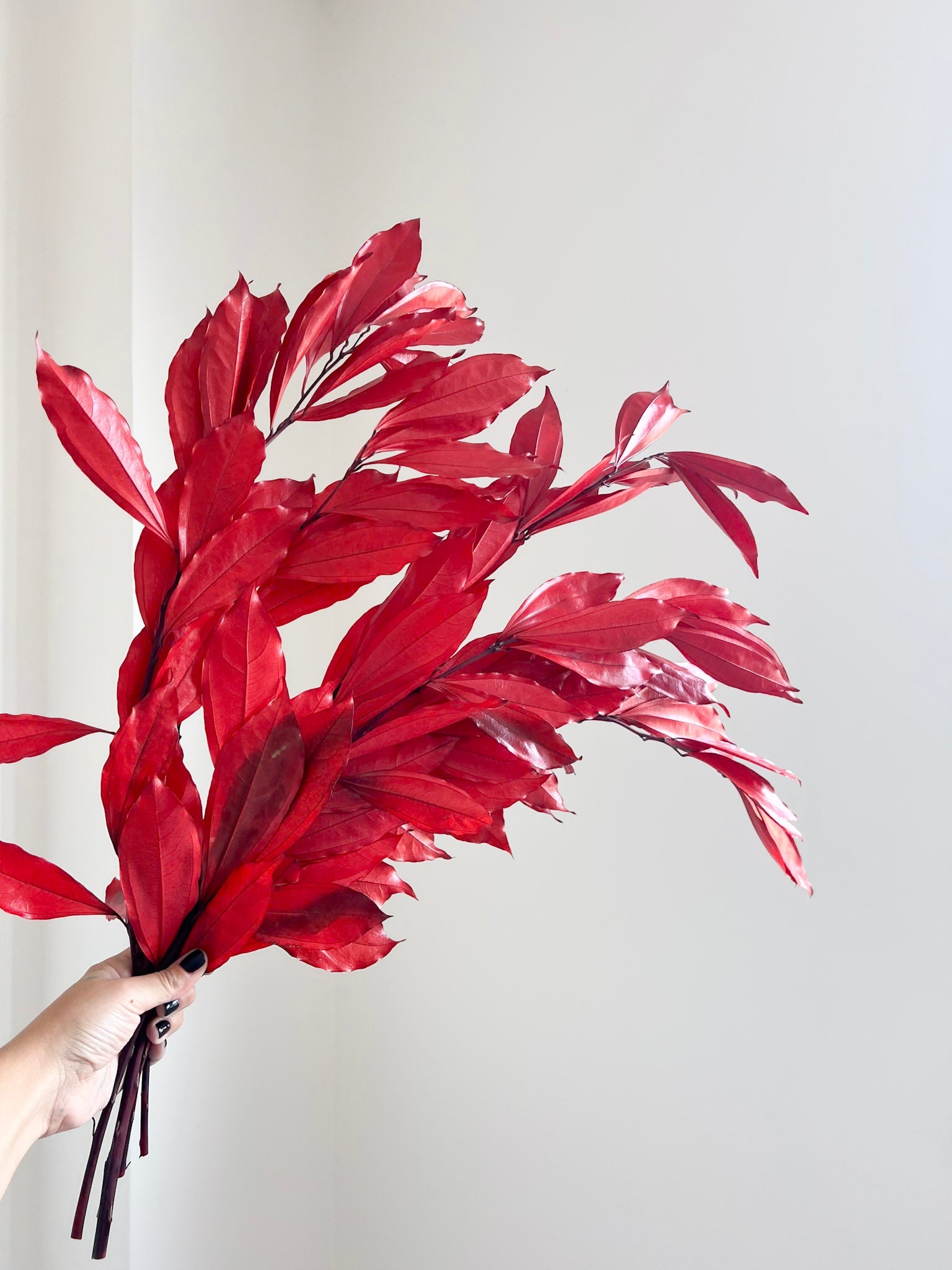 APACHE » Cocculus stabilizzato rosso H70cm - Bloomoon