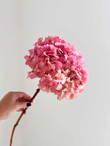 ARMANDA » Ortensia stabilizzata extra rosa antico sfumato - Bloomoon
