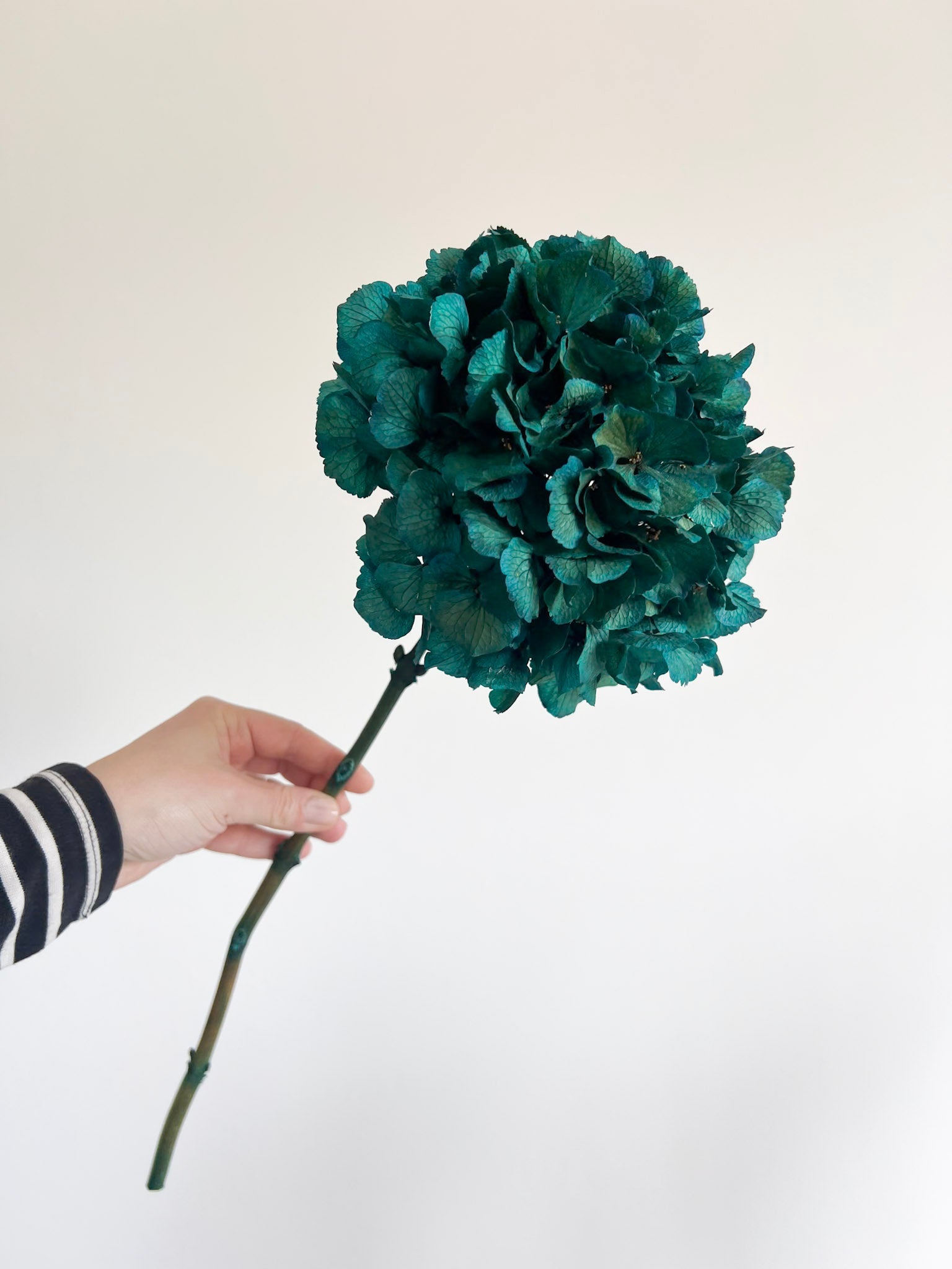 ARRIGO » Ortensia stabilizzata extra teal blu - Bloomoon
