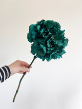 ARRIGO » Ortensia stabilizzata extra teal blu - Bloomoon