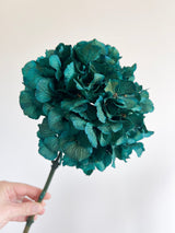 ARRIGO » Ortensia stabilizzata extra teal blu - Bloomoon