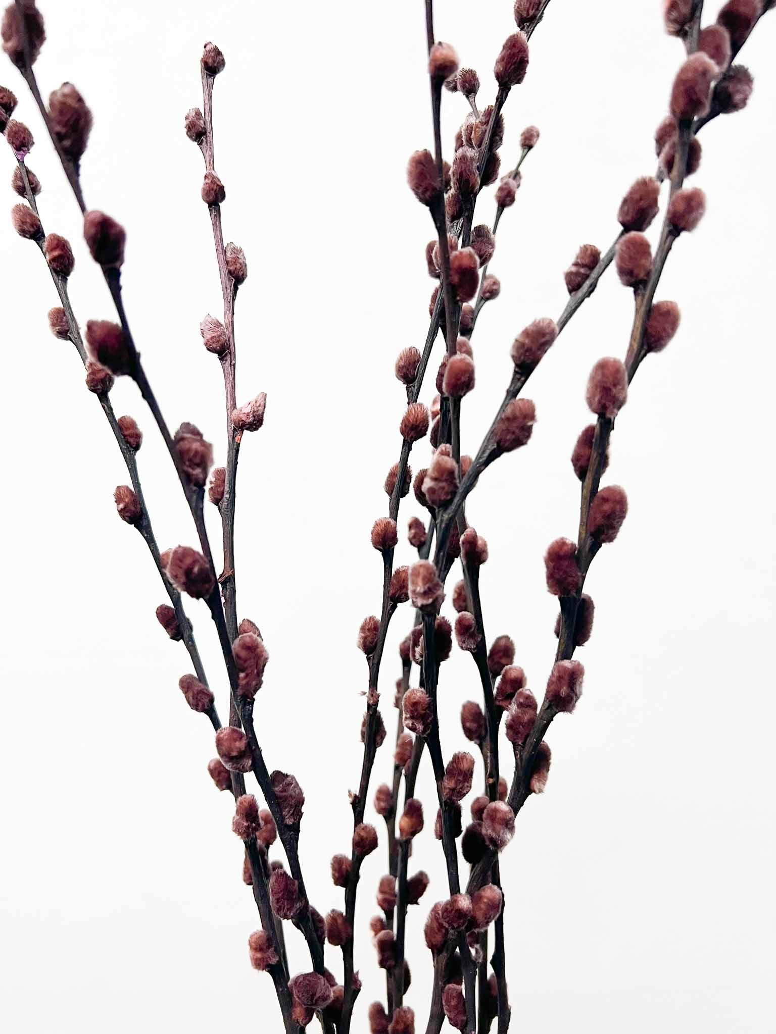 ARYA » Mazzo di Salice colorato essiccato marrone - Bloomoon