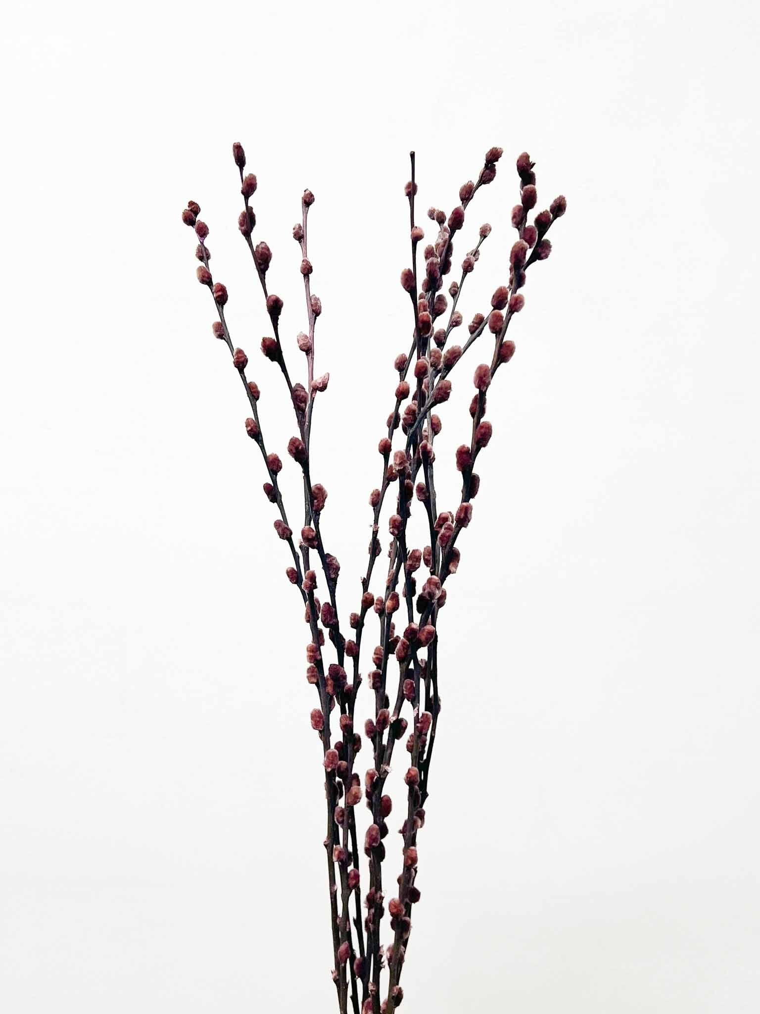 ARYA » Mazzo di Salice colorato essiccato marrone - Bloomoon