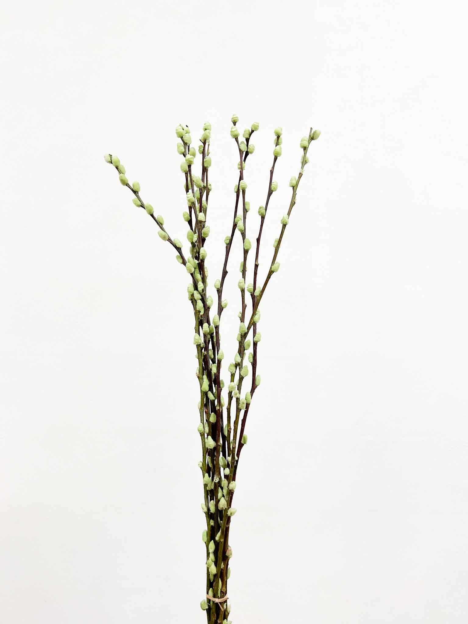 ASIA » Mazzo di Salice colorato essiccato verde menta - Bloomoon