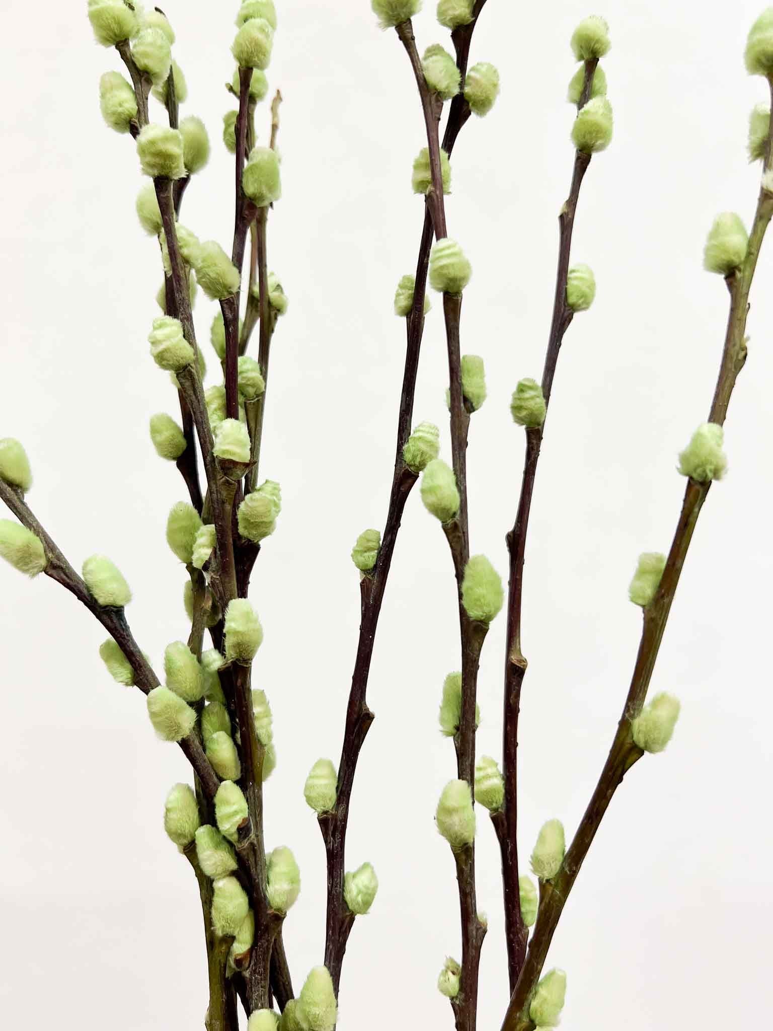 ASIA » Mazzo di Salice colorato essiccato verde menta - Bloomoon