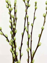 ASIA » Mazzo di Salice colorato essiccato verde menta - Bloomoon