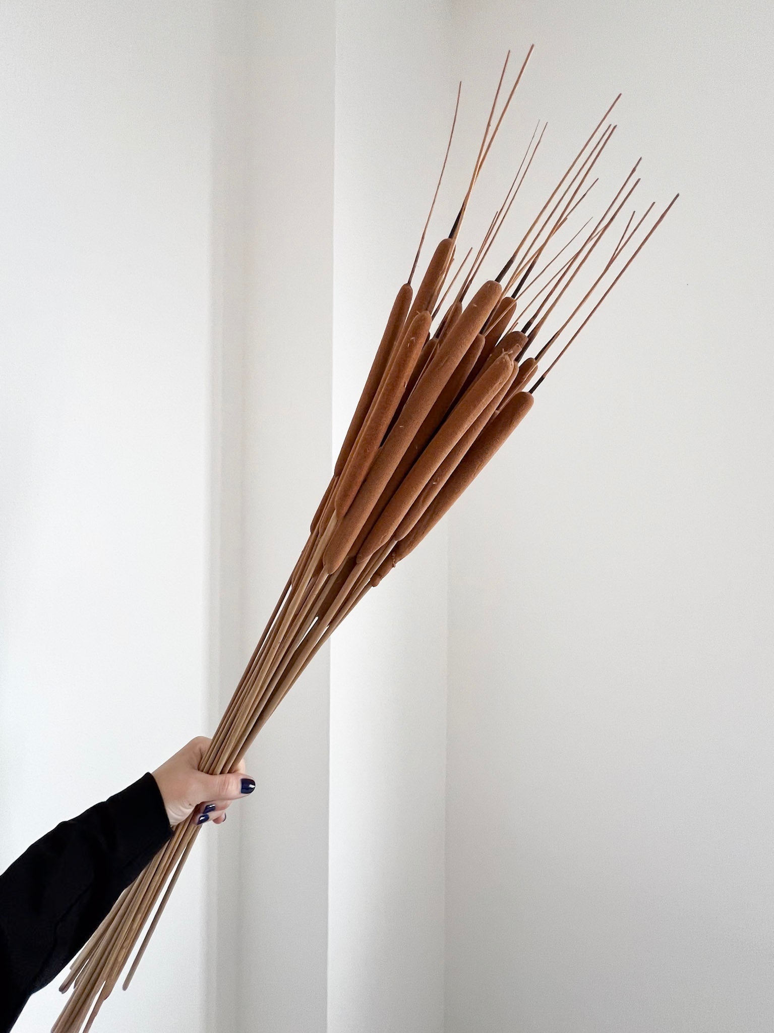 AURELIANO » mazzo di Typha naturale essiccata 90 cm - Bloomoon