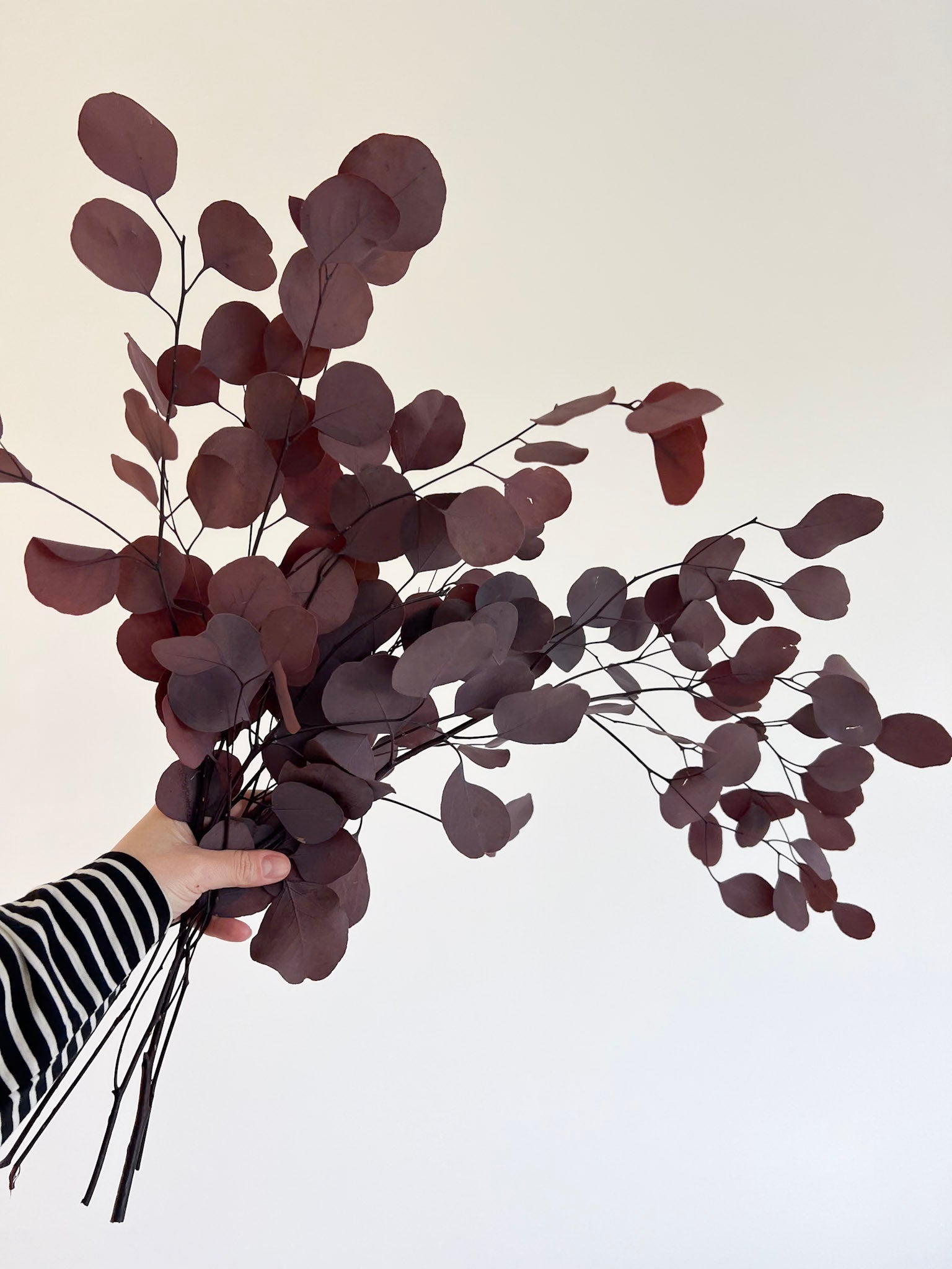 BARBARA » Mazzo di Eucalipto Populus stabilizzato rosso - Bloomoon