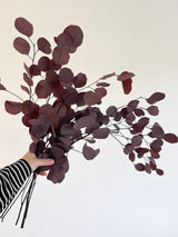 BARBARA » Mazzo di Eucalipto Populus stabilizzato rosso - Bloomoon