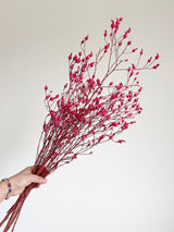 BEBE » Mazzo di erba Argentina fucsia - Bloomoon