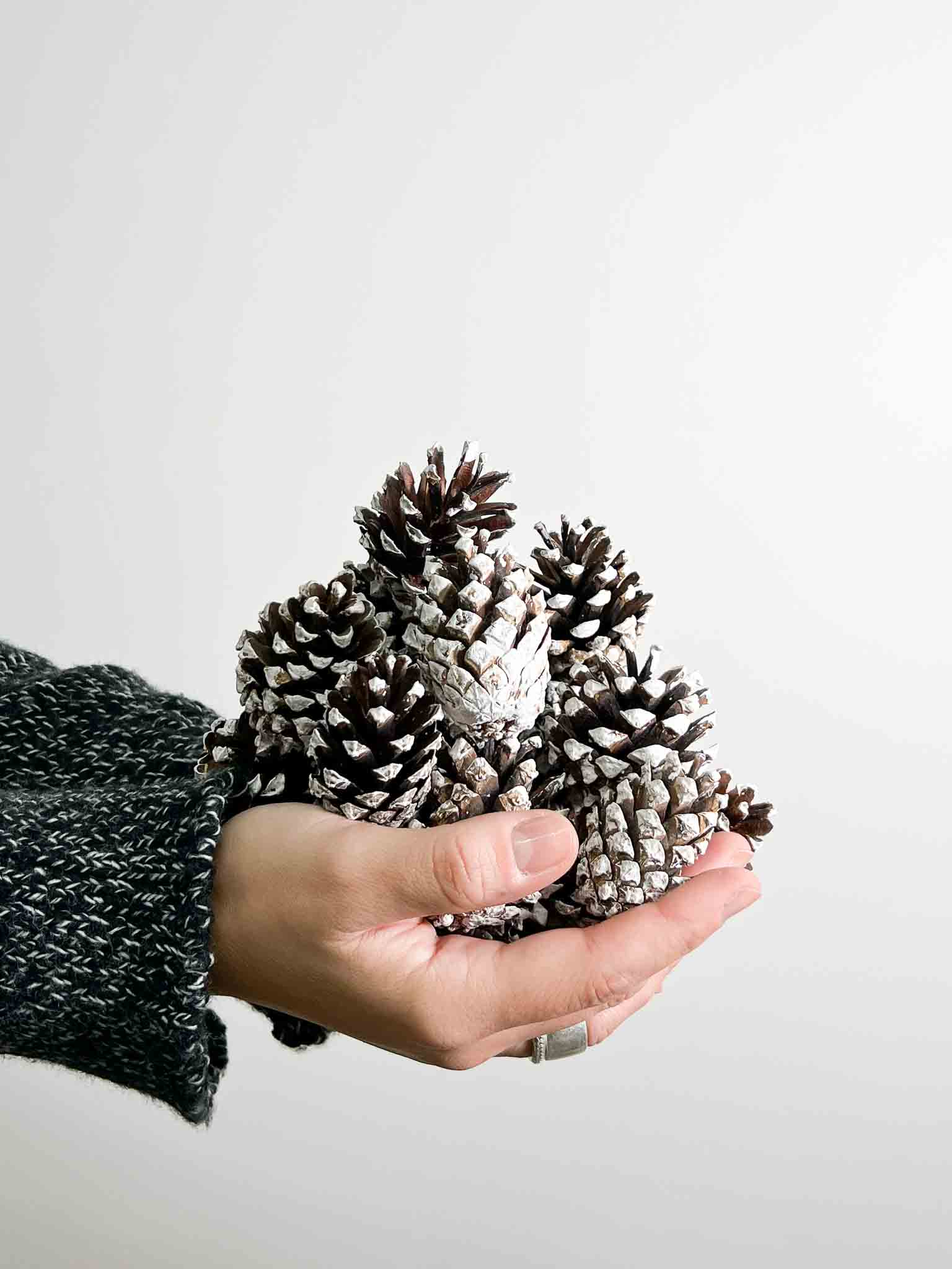BELINDA » 30 Pigne naturali con estremità bianca - Bloomoon