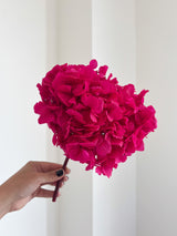 BELLA » Ortensia premium stabilizzata fucsia scuro - Bloomoon