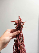 BICE » Amaranthus ricadente stabilizzato rosa antico - Bloomoon