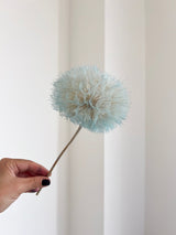 BIGHEL » stelo del Frutto del fiore del Tragopogon o "soffione" celeste chiaro - Bloomoon