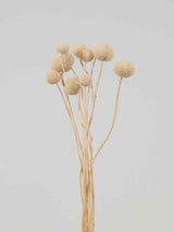 EDOARDO » White Craspedia 10 stems bouquet