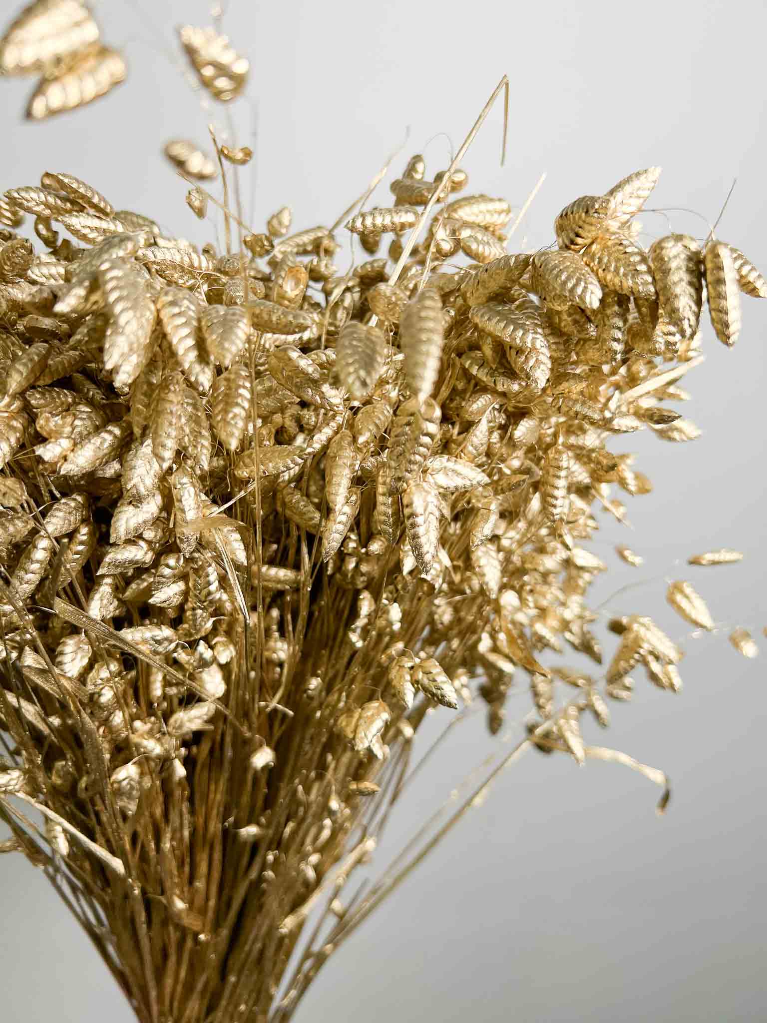 BRIGIDA » Mazzo di Briza Maxima essiccata oro - Bloomoon