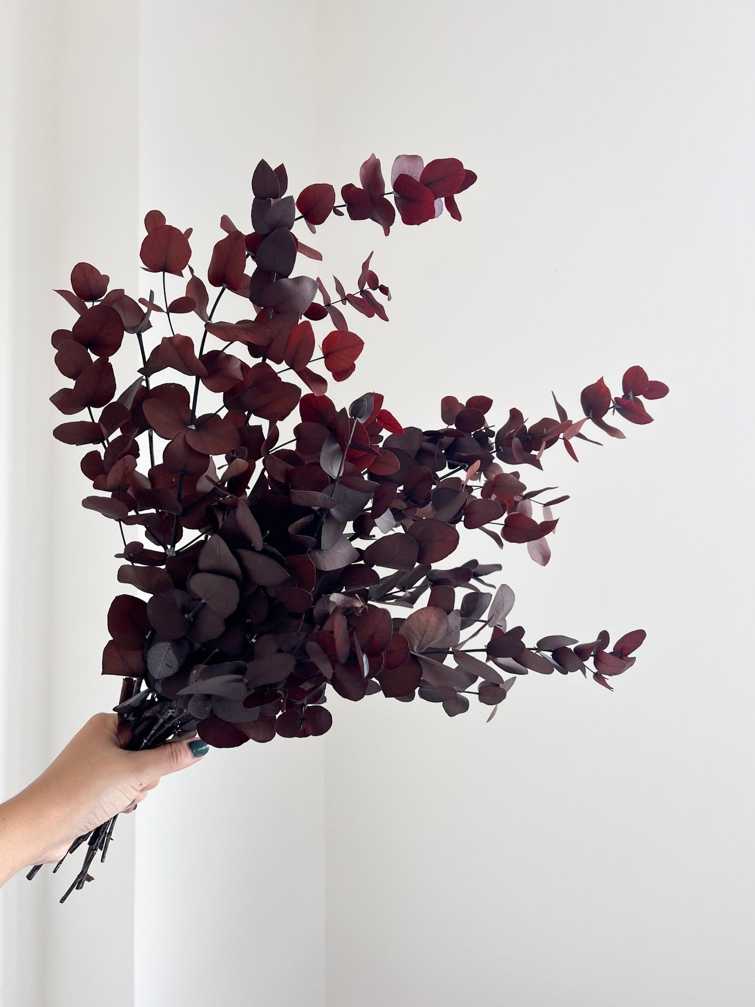BRUNELLO » Eucalipto cinerea stabilizzato marrone - Bloomoon