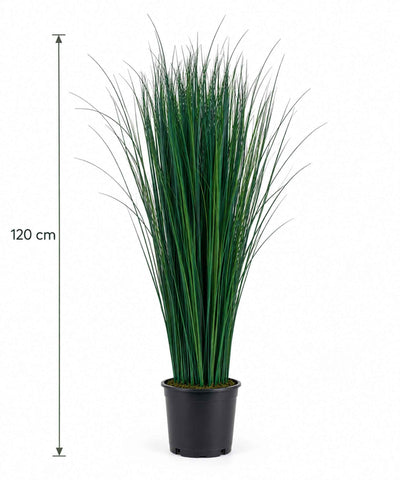 CALOGERO » pianta stabilizzata di bear grass verde H120cm - Bloomoon