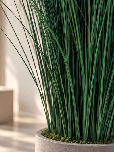 CALOGERO » pianta stabilizzata di bear grass verde H120cm - Bloomoon