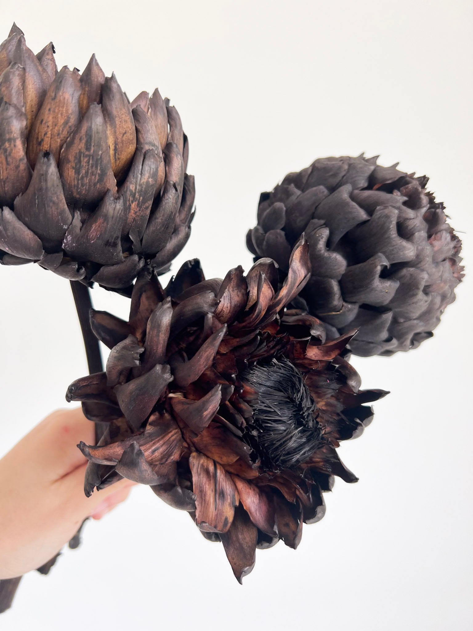 CARBONE » 3 Carciofi grandi essiccati marrone scuro - Bloomoon