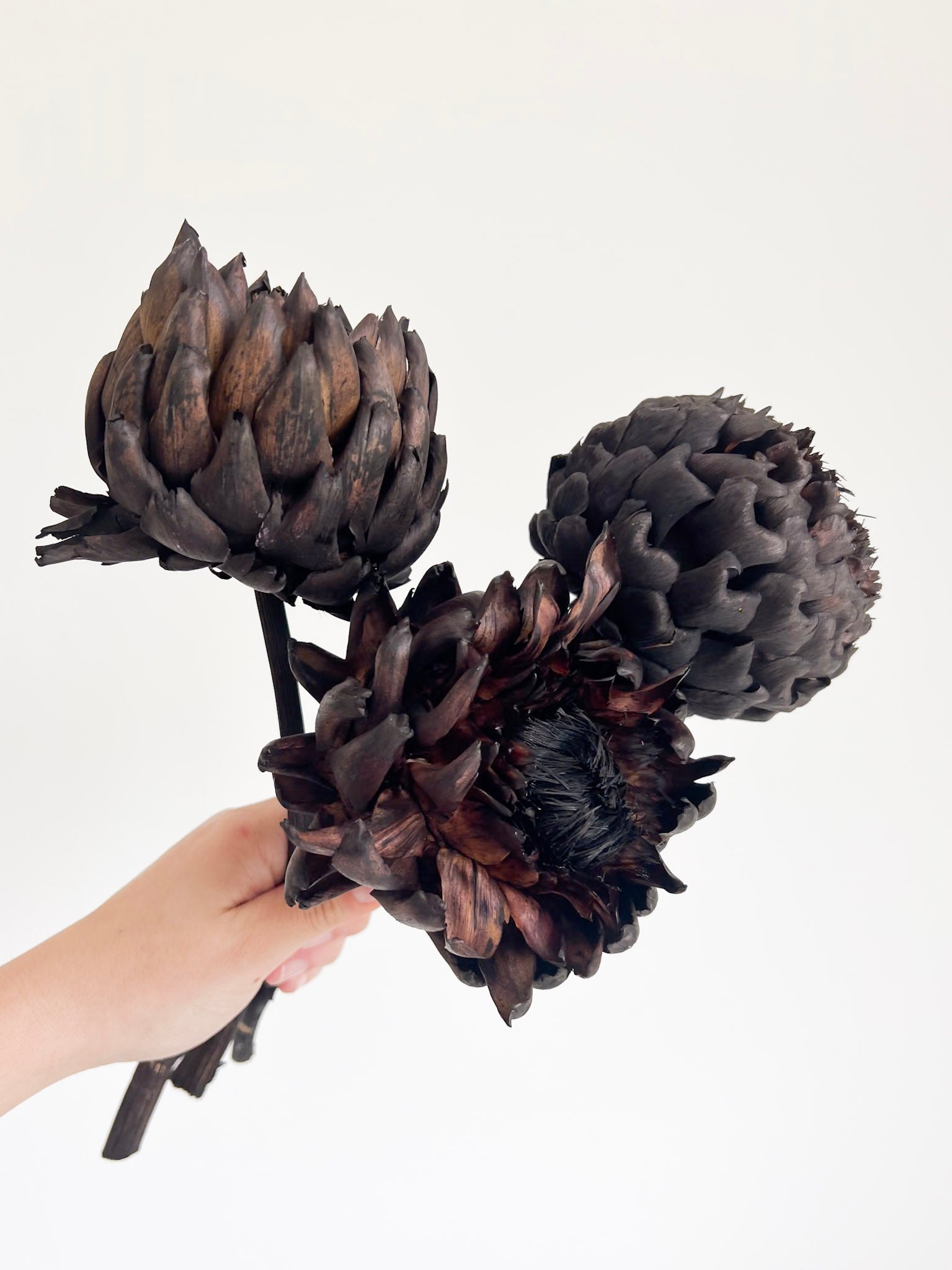 CARBONE » 3 Carciofi grandi essiccati marrone scuro - Bloomoon