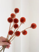CARLA » Scabiosa Stellata stabilizzata arancione - Bloomoon