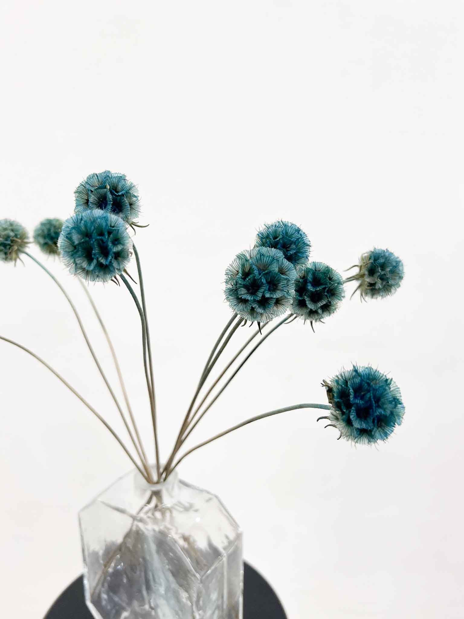 CARLA » Scabiosa Stellata stabilizzata azzurra - Bloomoon
