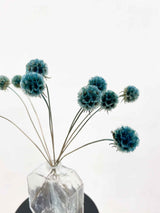 CARLA » Scabiosa Stellata stabilizzata azzurra - Bloomoon