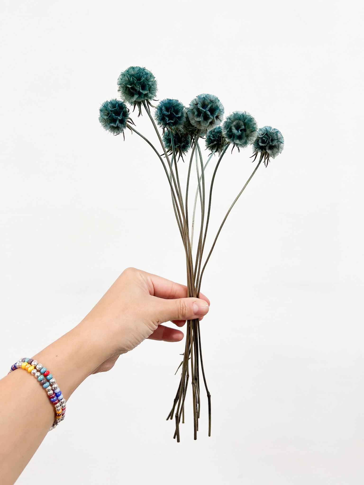 CARLA » Scabiosa Stellata stabilizzata azzurra - Bloomoon