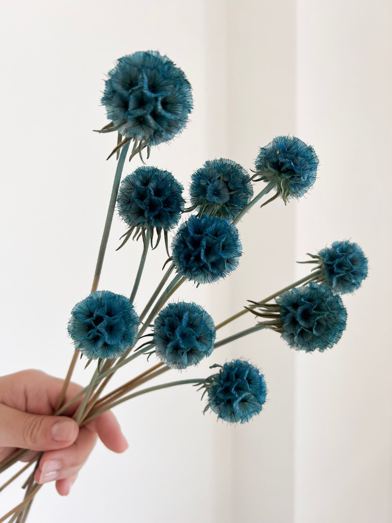 CARLA » Scabiosa Stellata stabilizzata azzurra - Bloomoon