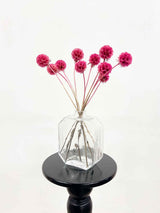 CARLA » Scabiosa Stellata stabilizzata fucsia - Bloomoon
