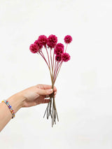 CARLA » Scabiosa Stellata stabilizzata fucsia - Bloomoon