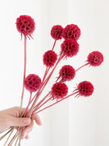 CARLA » Scabiosa Stellata stabilizzata fucsia - Bloomoon