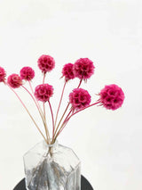 CARLA » Scabiosa Stellata stabilizzata fucsia - Bloomoon