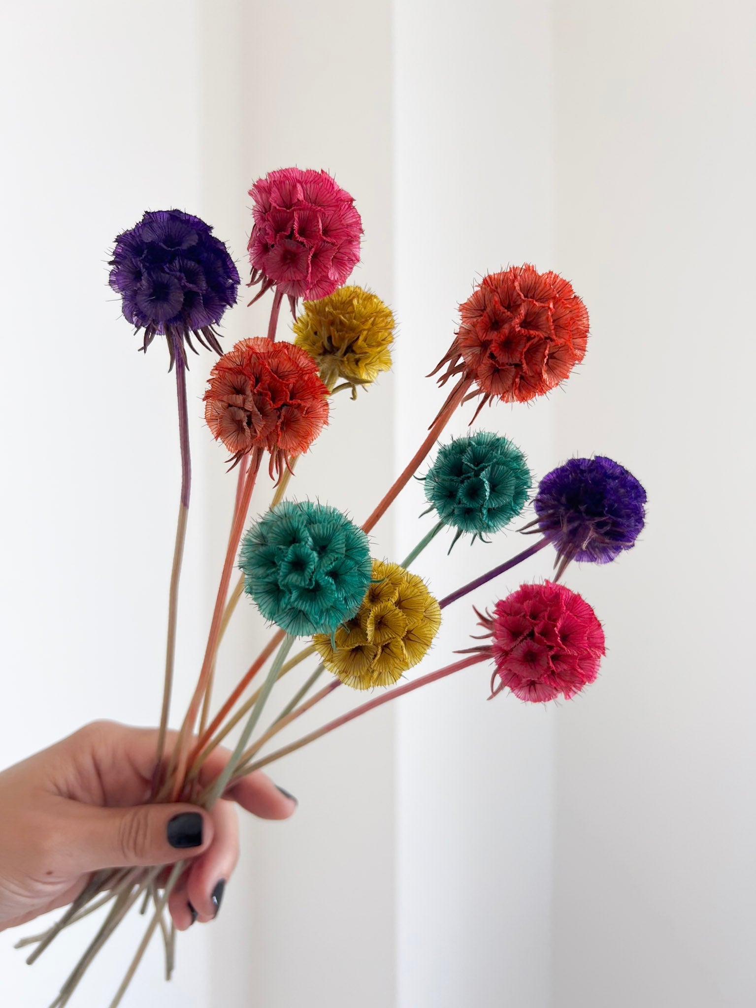 CARLA » Scabiosa Stellata stabilizzata multicolor - Bloomoon