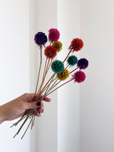 CARLA » Scabiosa Stellata stabilizzata multicolor - Bloomoon