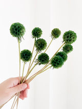 CARLA » Scabiosa Stellata stabilizzata verde - Bloomoon