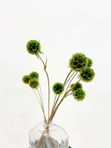 CARLA » Scabiosa Stellata stabilizzata verde - Bloomoon