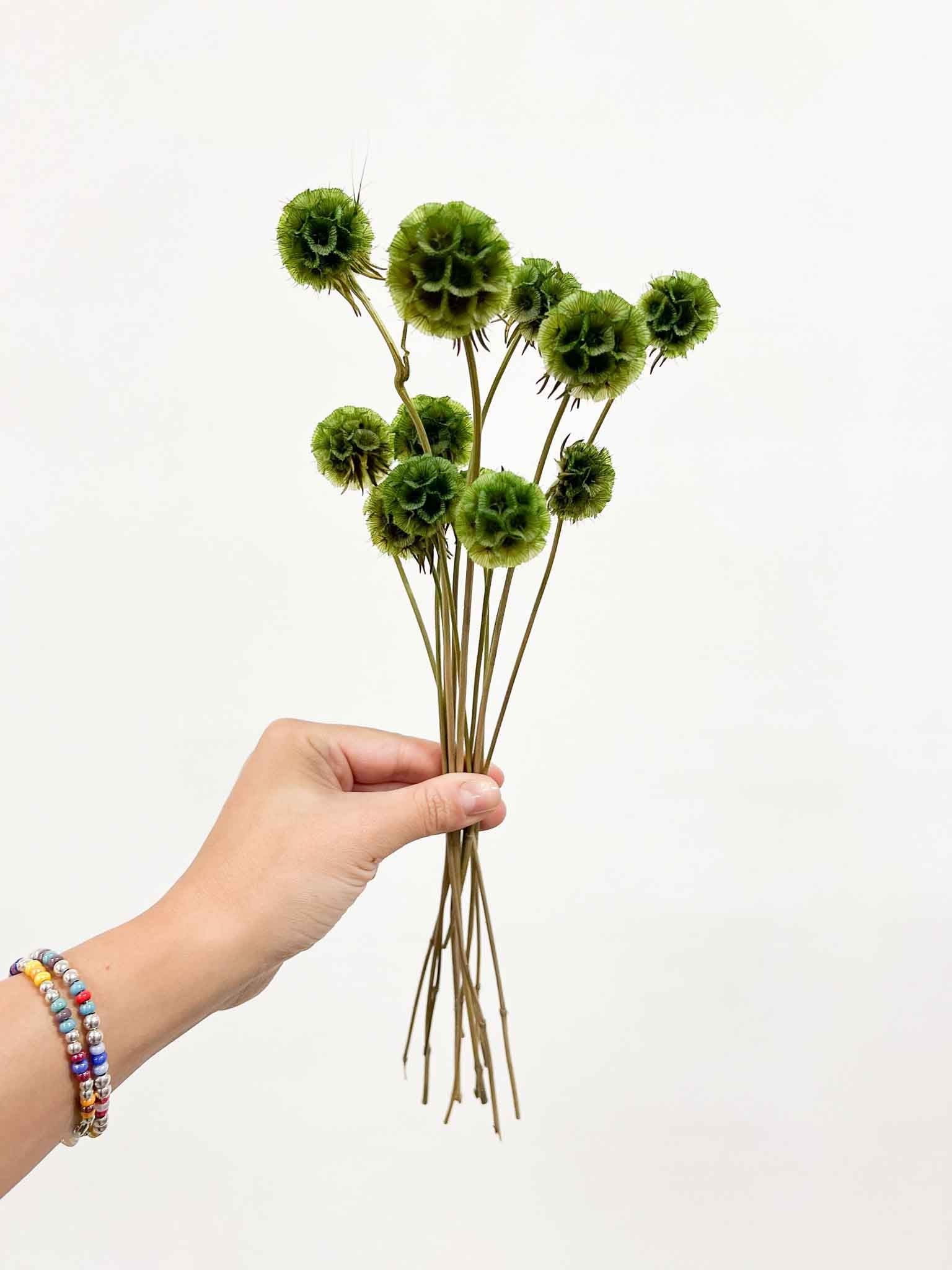 CARLA » Scabiosa Stellata stabilizzata verde - Bloomoon