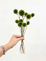 CARLA » Scabiosa Stellata stabilizzata verde - Bloomoon