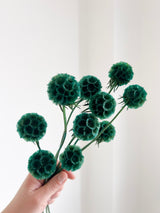 CARLA » Scabiosa Stellata stabilizzata verde petrolio - Bloomoon