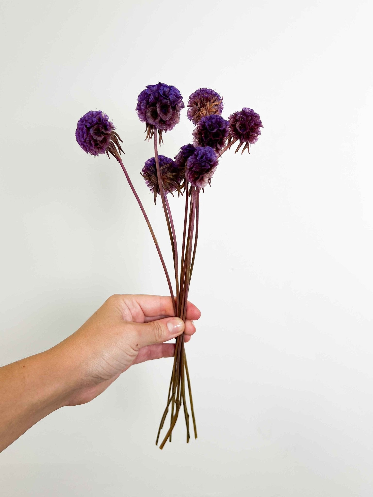 CARLA » Scabiosa Stellata stabilizzata viola - Bloomoon